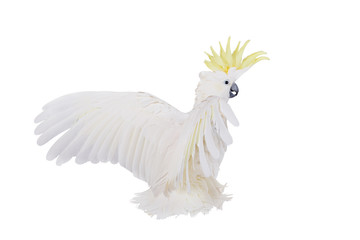 Sulphur-crested Cockatoo, isolated on white