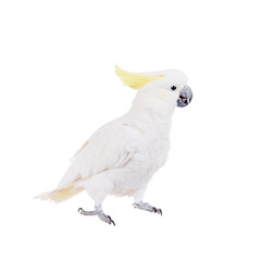 Sulphur-crested Cockatoo, isolated on white