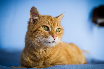 Hauskatze