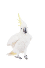 Sulphur-crested Cockatoo, isolated on white © Farinoza