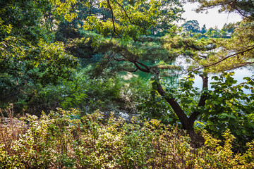 Fototapeta premium Trees and branches with leaves on lake shore