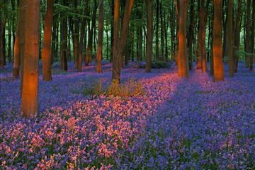 Sunset in a Bluebell Wood