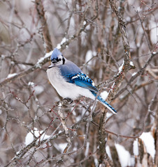 Blue Jay in Winter