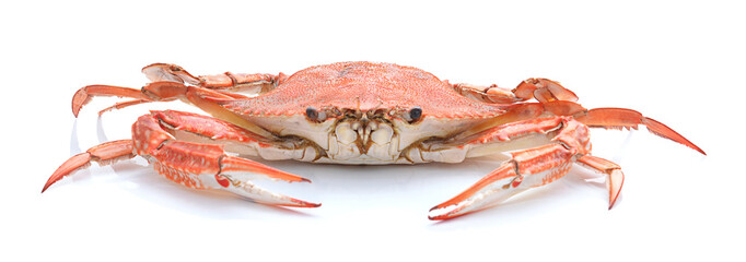 horse crab isolated on white