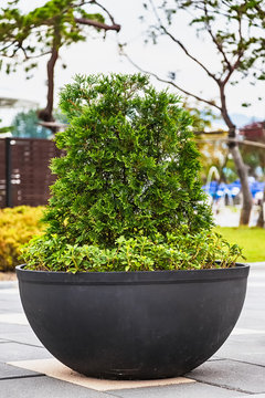 Bonsai pine tree in ceramic pot