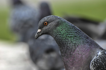 Dove