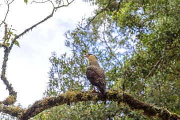 Bird of prey known as Carcara perched on a tree branch in the rainforest.