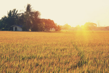  rice paddy 