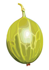 Green garden gooseberry