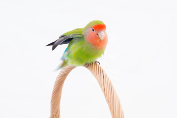oiseau inséparable roséicolis - lovebird