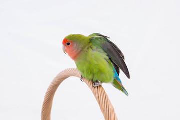 oiseau inséparable roséicolis qui s'étire - lovebird