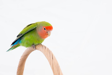 oiseau inséparable roséicolis - lovebird