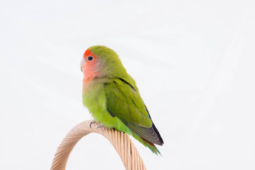 oiseau inséparable roséicolis de profil - lovebird