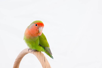 Naklejka premium oiseau inséparable roséicolis - lovebird