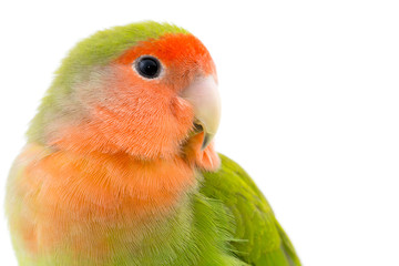 portrait d'un oiseau inséparable - Lovebird