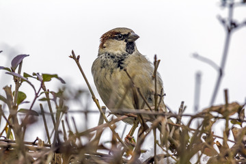 Close up photo of a sparrrow