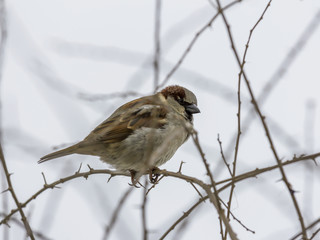 single sparrow sitting on leafless thorny twig