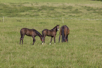Naklejka na ściany i meble two young colts and mare