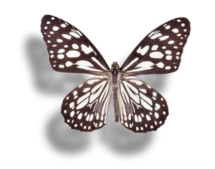 Butterfly isolated on white.