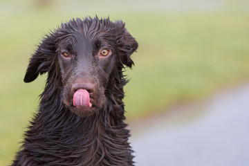 Verrückter Hund