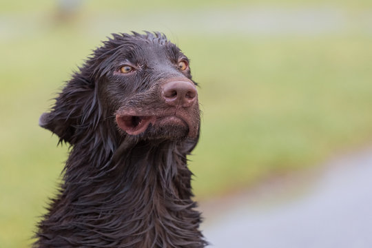 Verr&uuml;ckter Hund