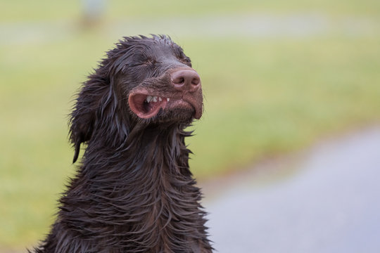 Verr&uuml;ckter Hund