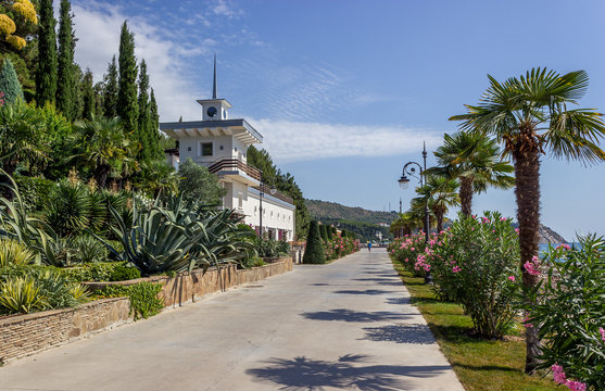 Alley with palm trees