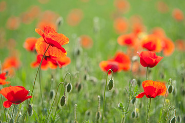 poppies