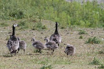 Weißwangengänse mit Jungtieren