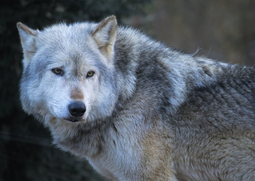 Grey wolf