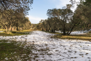Oliviers sous la neige