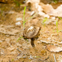 Seta (Amanita enfundada - Amanita vaginata)
