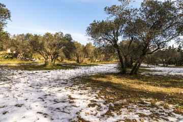 Oliviers sous la neige