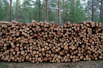 Ścinanie drzew w lesie.