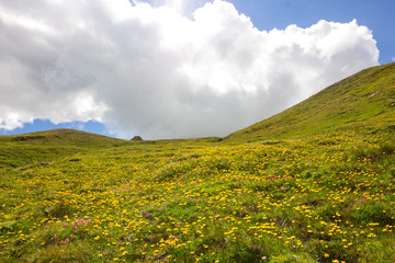 Prato fiorito in montagna