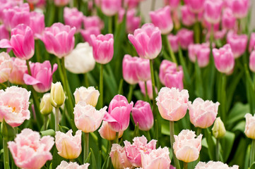 Beautiful pink tulips