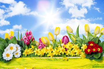 Frühjahr Frühblüher in der Natur