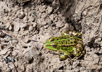 a big frog