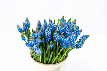 beautiful blue flowers