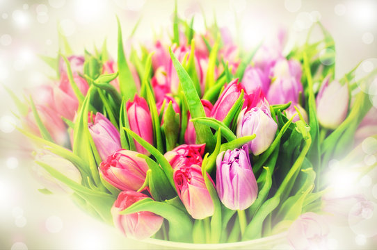 pink and violet tulips