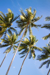 Fototapeta na wymiar palm over blue sky