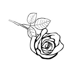 Rose sketch.