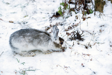 Grey-Brown Snowshoe Hare Sheds His  Fur in Autumn 