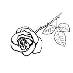 Rose sketch.