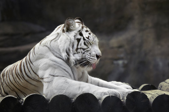 Resting white tiger