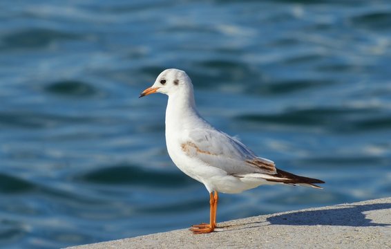Seagull standing isolated