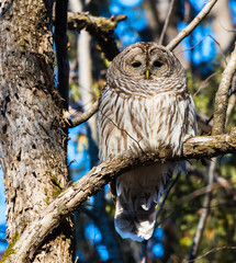 Barred Owl in Winter