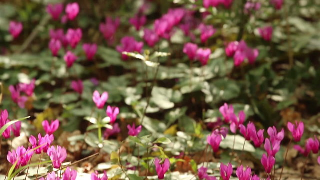 Leaves and cyclamens