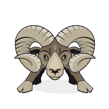 widder steinbock mufflon