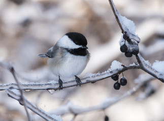 Black-Capped Chickadee in Winter 